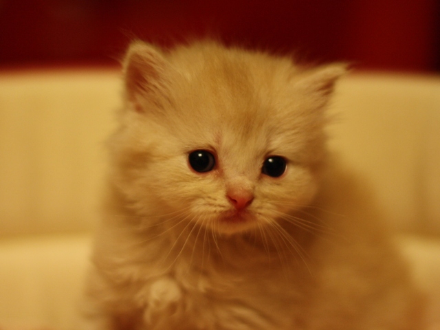 マンチカンの子猫画像