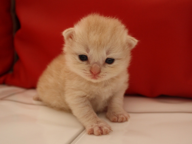 マンチカンの子猫画像