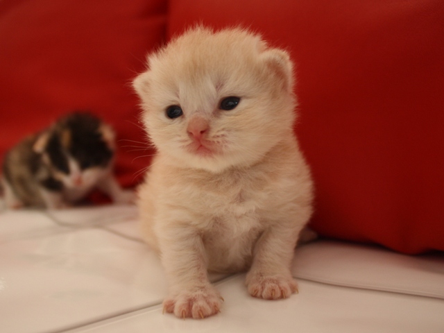 マンチカンの子猫画像