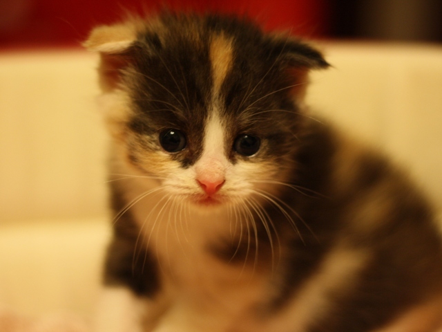 マンチカンの子猫画像