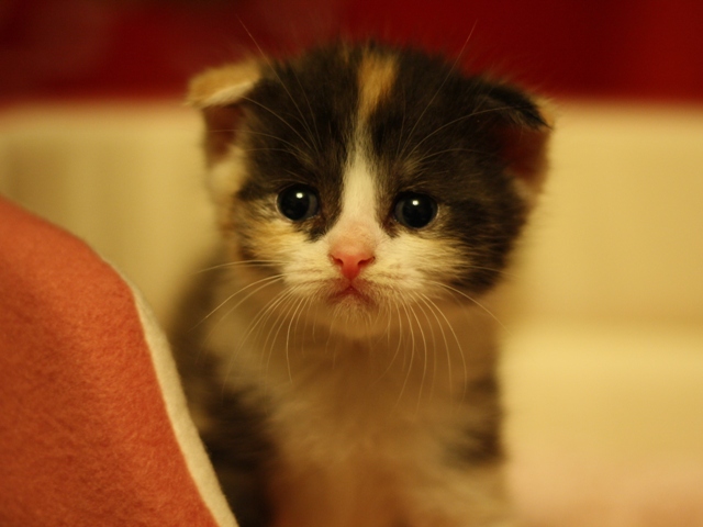 マンチカンの子猫画像