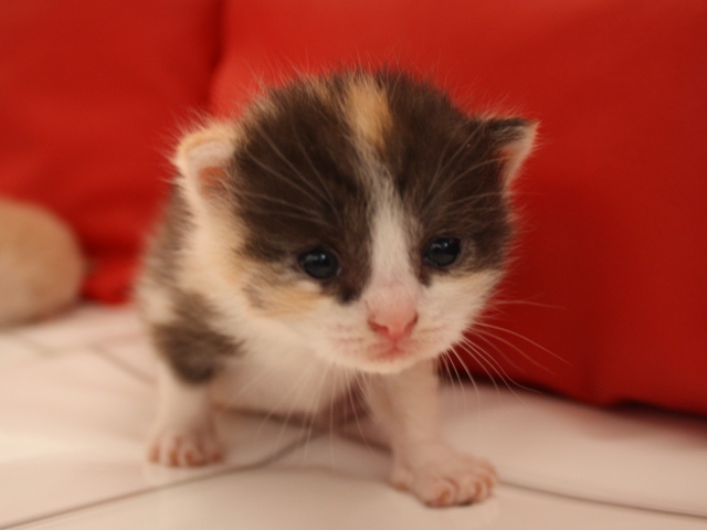 マンチカンの子猫画像