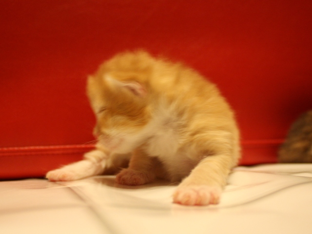 マンチカンの子猫画像