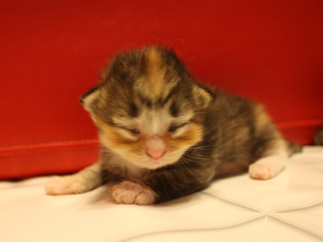 マンチカンの子猫画像