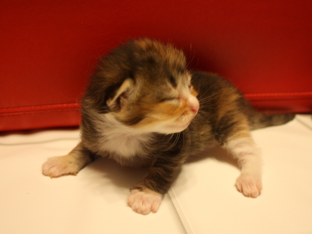 マンチカンの子猫画像