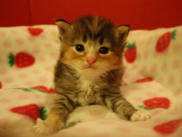 マンチカンの子猫画像