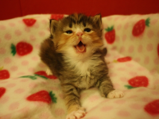 マンチカンの子猫画像