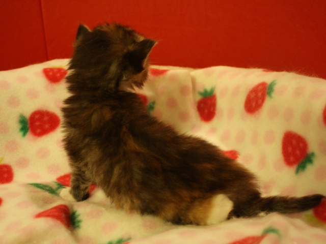マンチカンの子猫画像