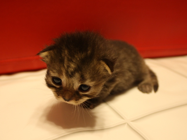 マンチカンの子猫画像