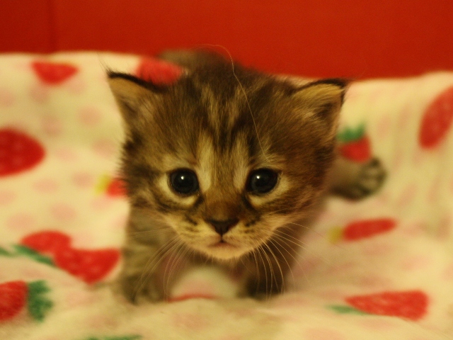 マンチカンの子猫画像