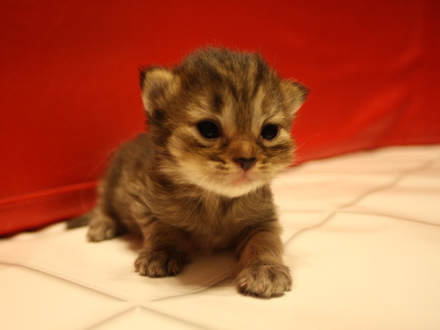 マンチカンの子猫画像