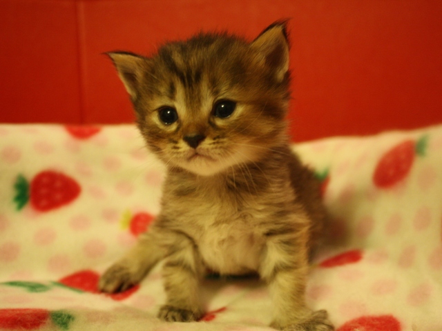 マンチカンの子猫画像