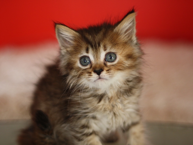 マンチカンの子猫画像