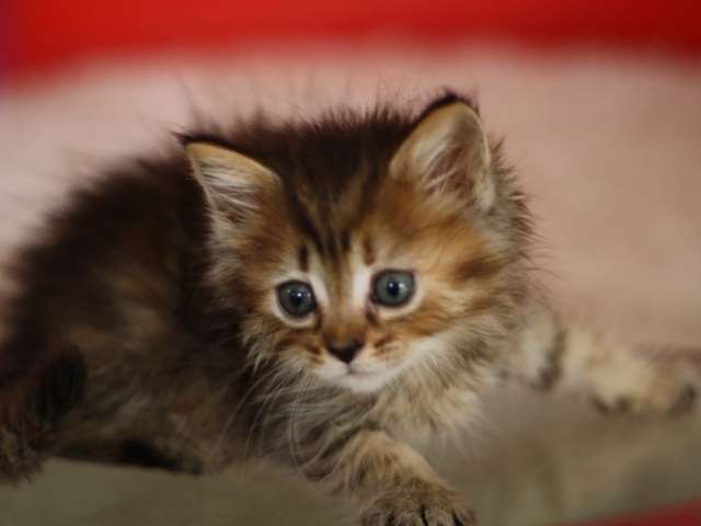 マンチカンの子猫画像