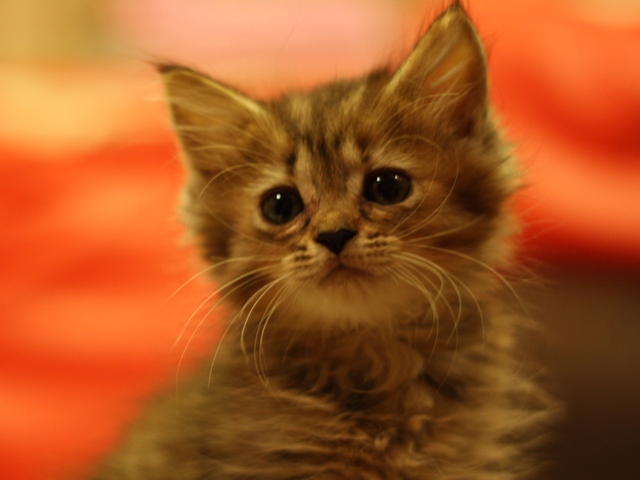 マンチカンの子猫画像