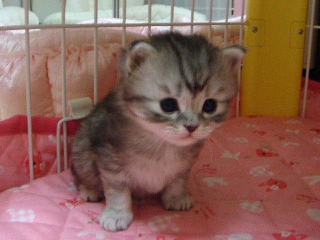 マンチカンの子猫