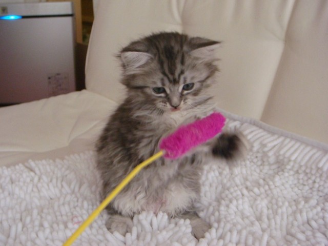 マンチカンの子猫