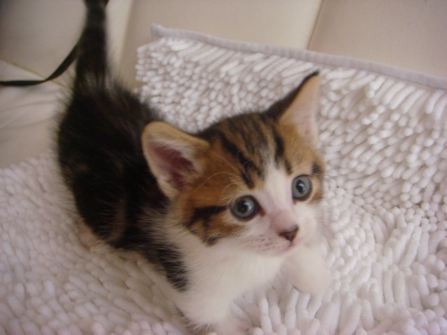マンチカンの子猫