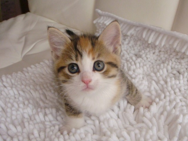 マンチカンの子猫