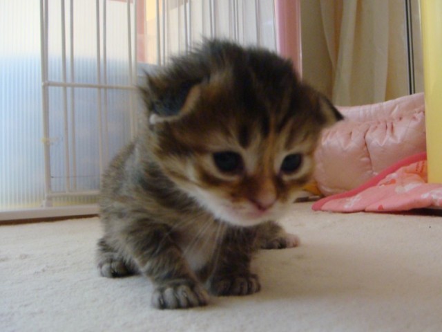 マンチカンの子猫
