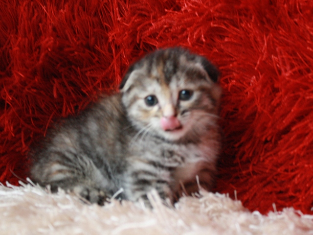 マンチカンの子猫