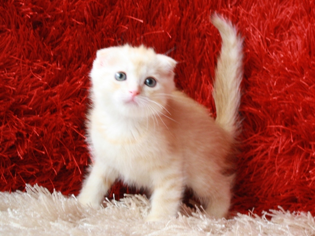 マンチカンの子猫