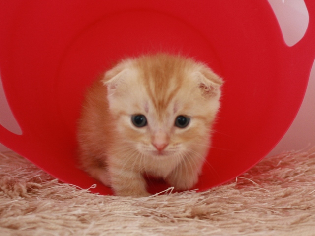 マンチカンの子猫