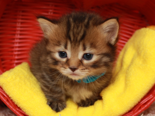 マンチカンの子猫