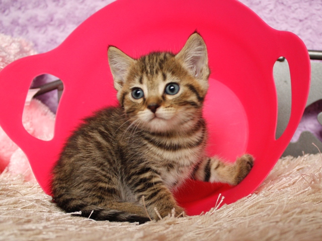 マンチカンの子猫