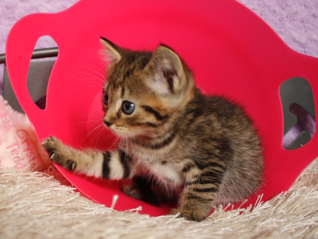 マンチカンの子猫