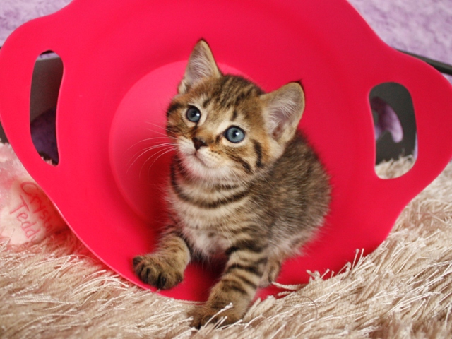マンチカンの子猫