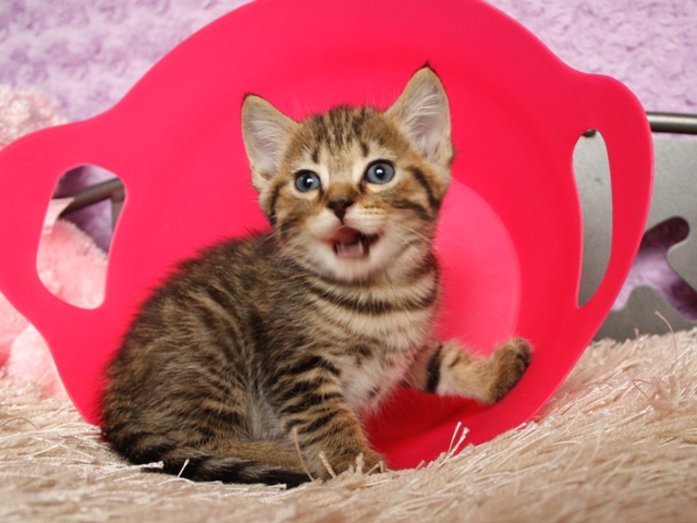 マンチカンの子猫