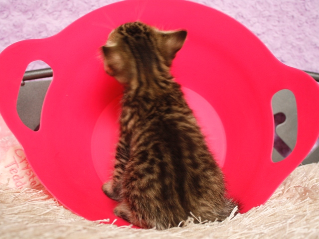 マンチカンの子猫