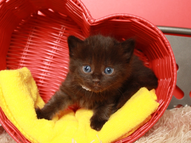 マンチカンの子猫