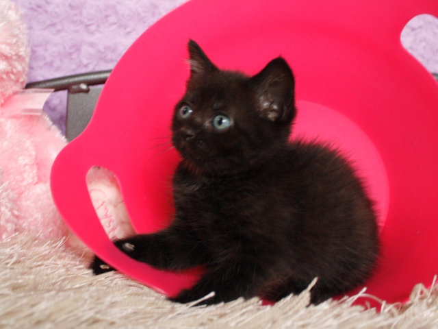 マンチカンの子猫