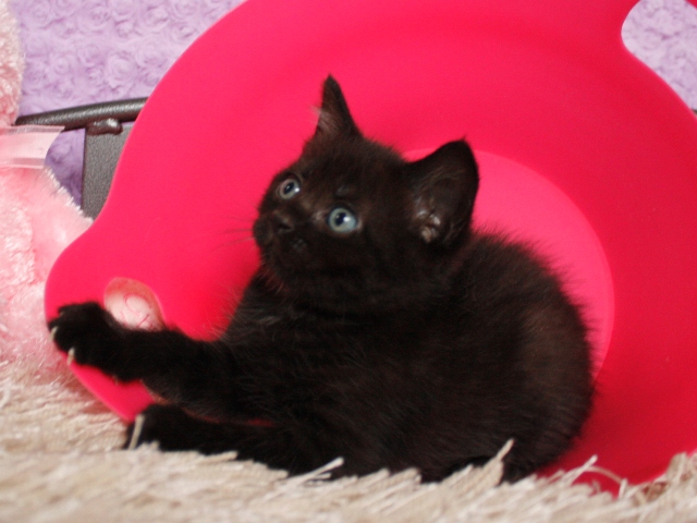 マンチカンの子猫