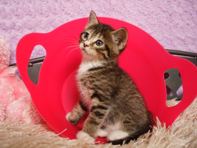 マンチカンの子猫