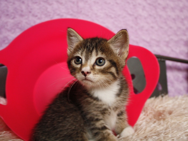 マンチカンの子猫