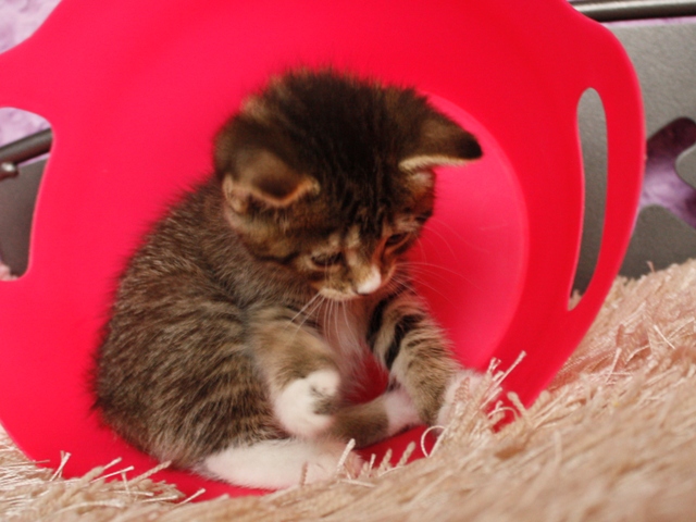 マンチカンの子猫