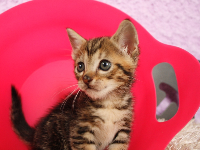 マンチカンの子猫
