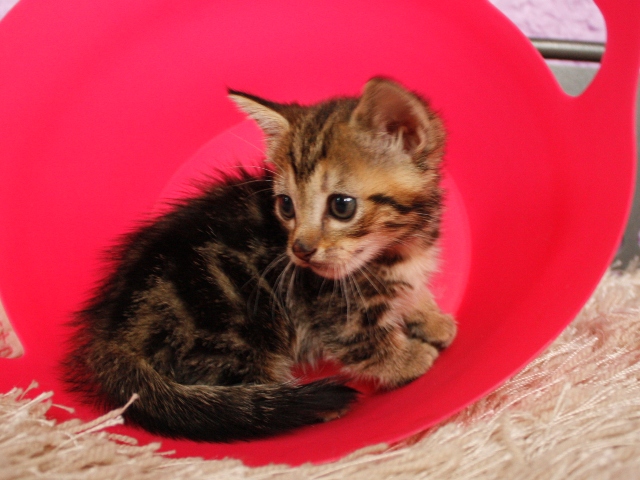 マンチカンの子猫