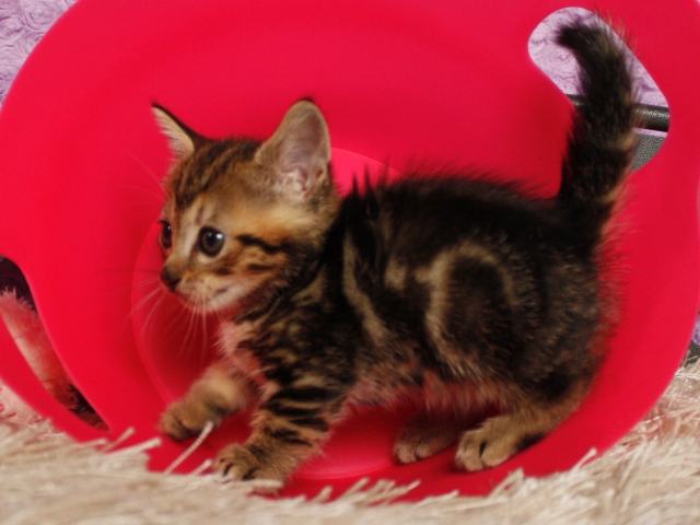 マンチカンの子猫