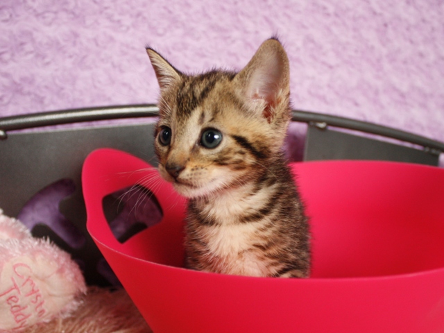 マンチカンの子猫