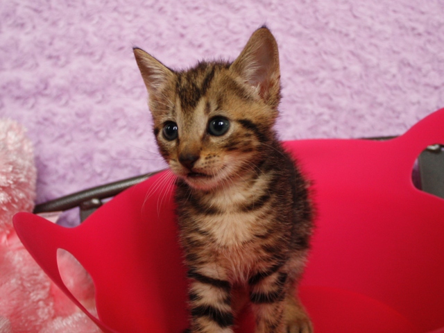マンチカンの子猫