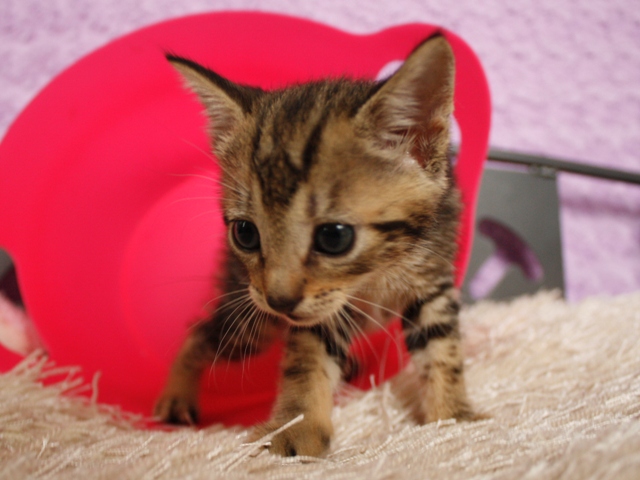 マンチカンの子猫