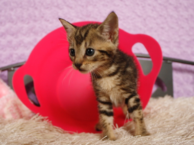 マンチカンの子猫