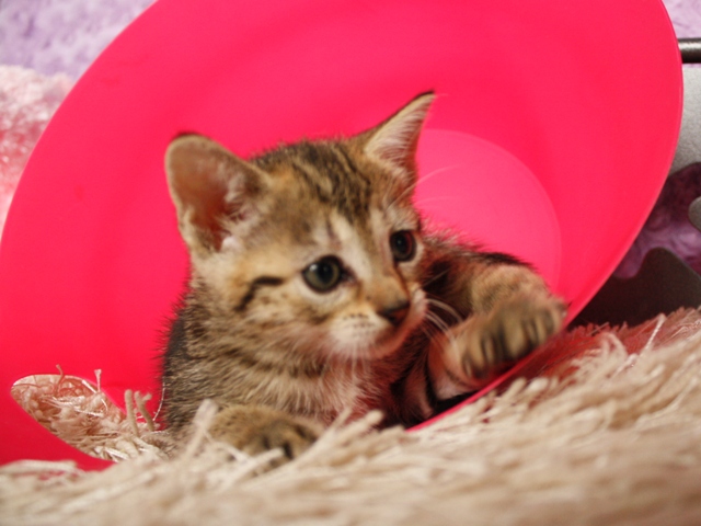 マンチカンの子猫