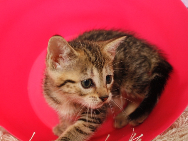 マンチカンの子猫