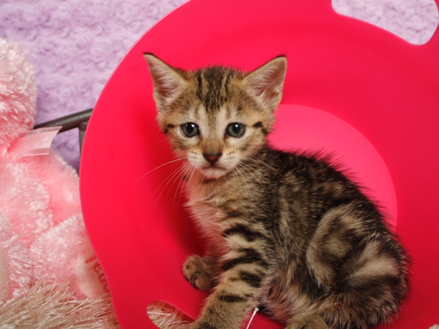 マンチカンの子猫