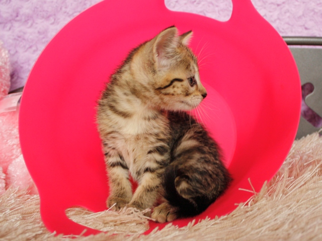 マンチカンの子猫